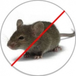 Rodent Control Services company in Dhaka Bangladesh