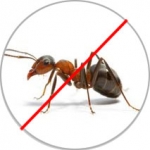 Ants Control Services company in Dhaka Bangladesh
