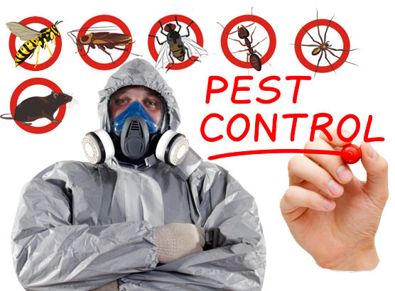 Pest Control Services Company in Dhaka Chittagong Sylhet Bangladesh